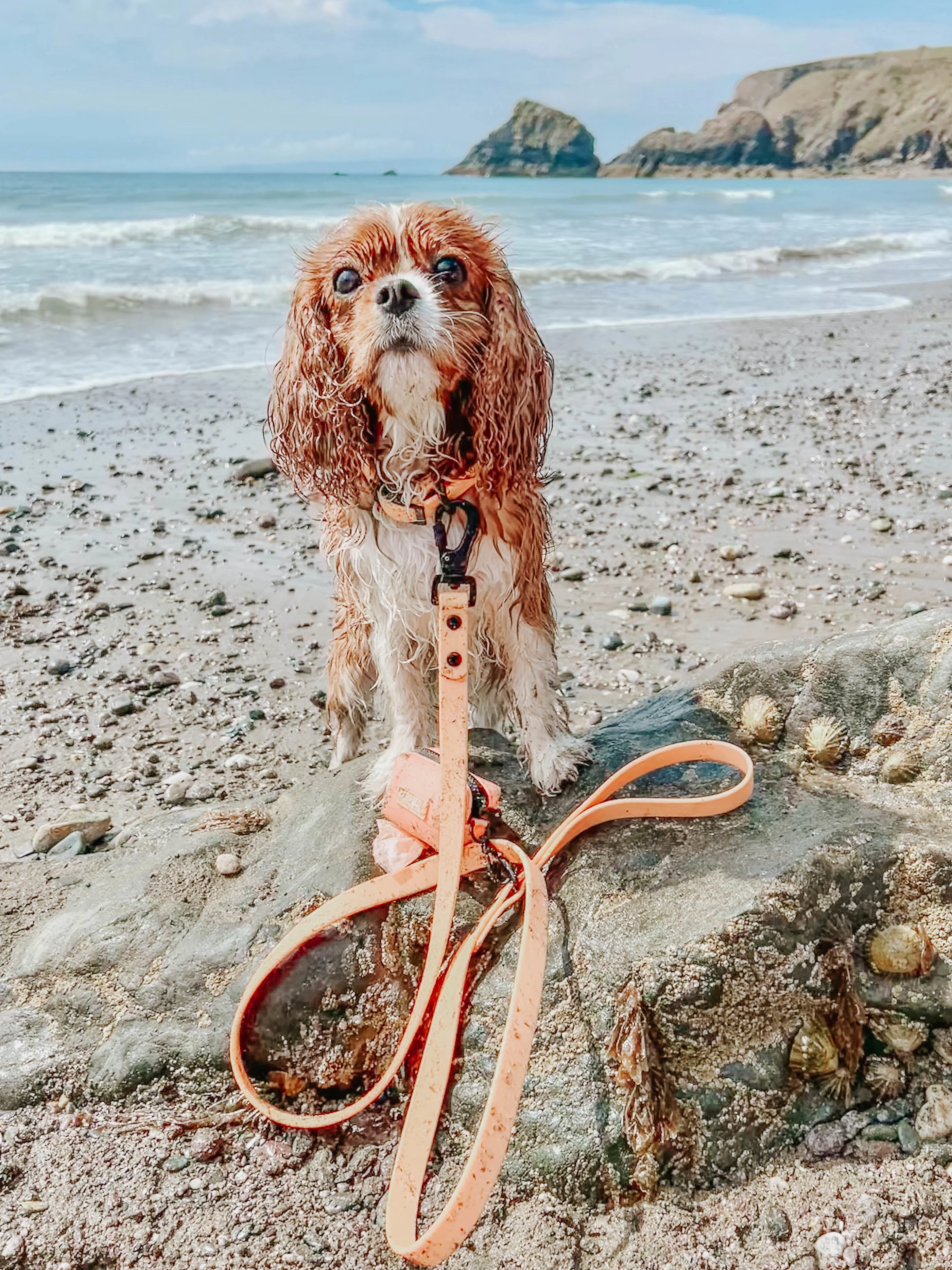Dog Waste Bag Holder - Adventure Orange - Image 7