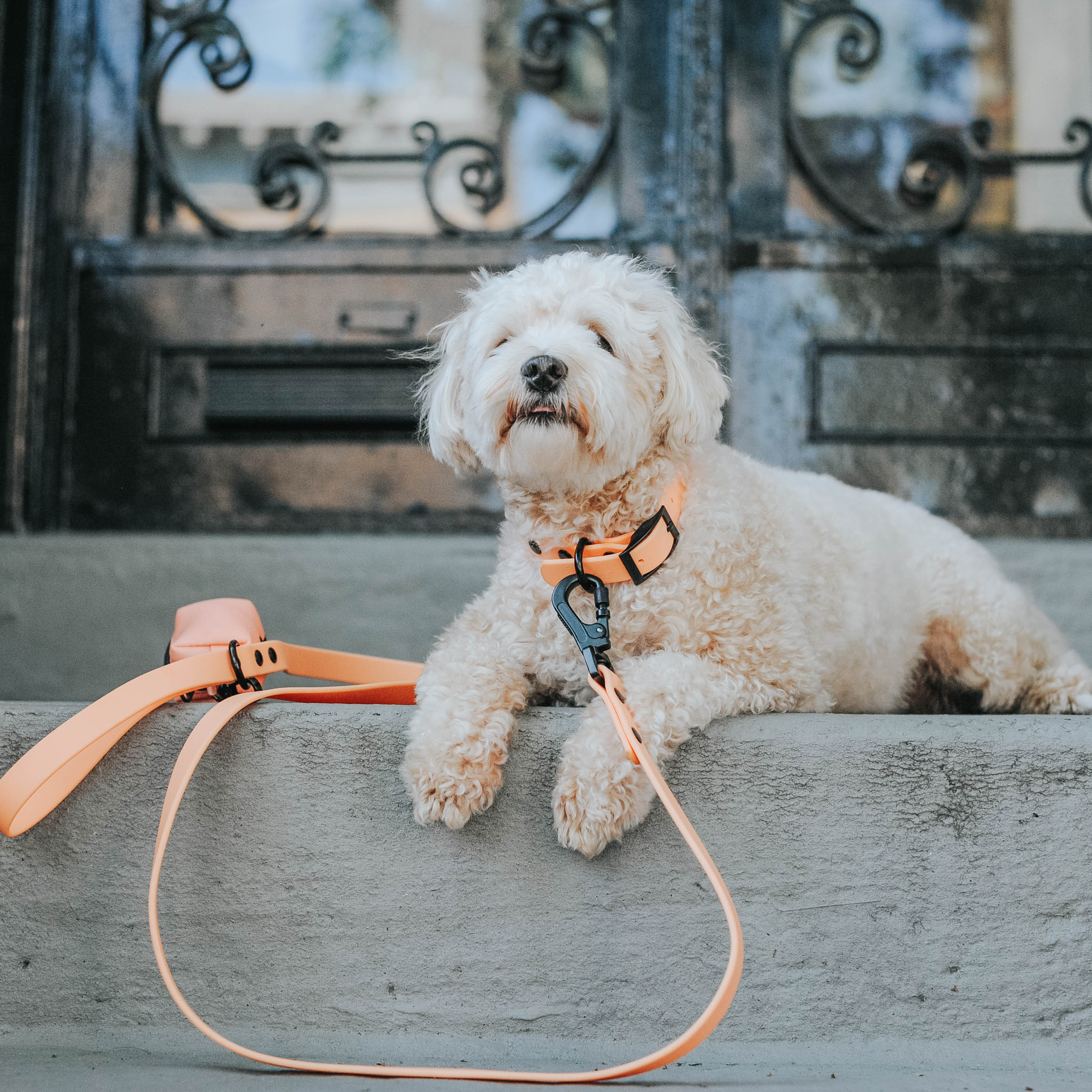 Dog Waste Bag Holder - Adventure Orange - Image 8