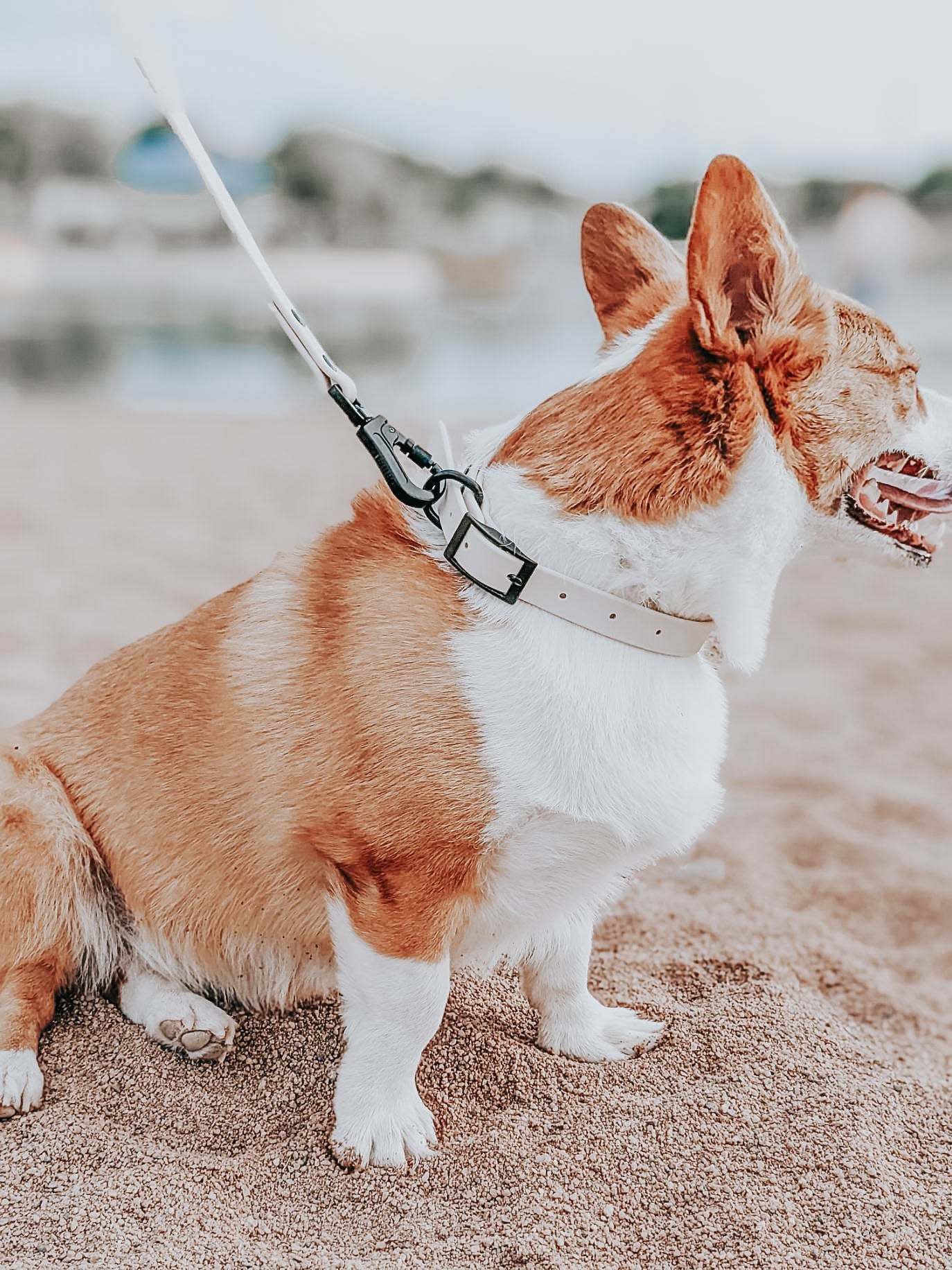 Dog Waterproof Collar - Beige - Image 6