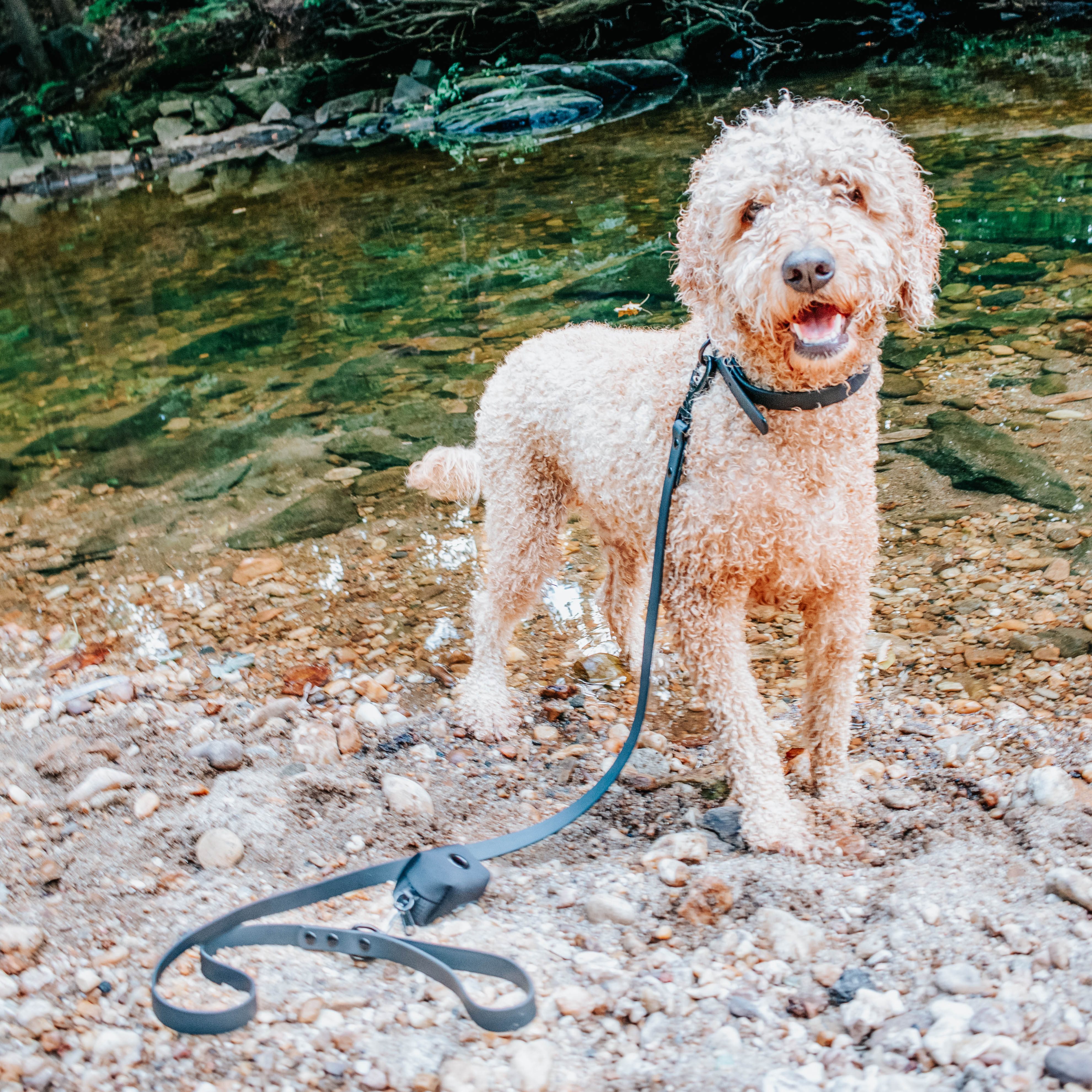 Dog Waterproof Collar - Black - Image 7