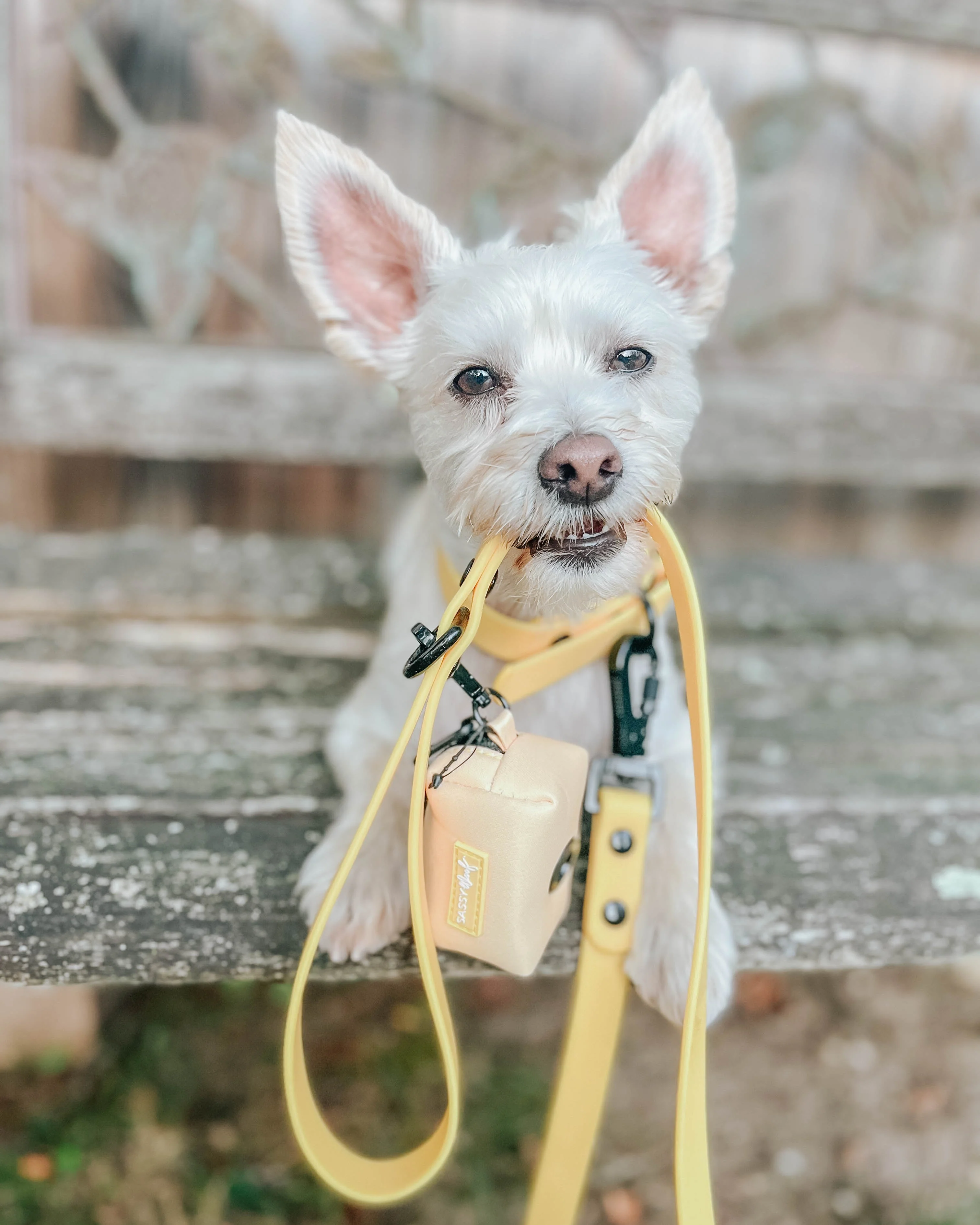 Dog Waterproof Collar - Yellow - Image 8