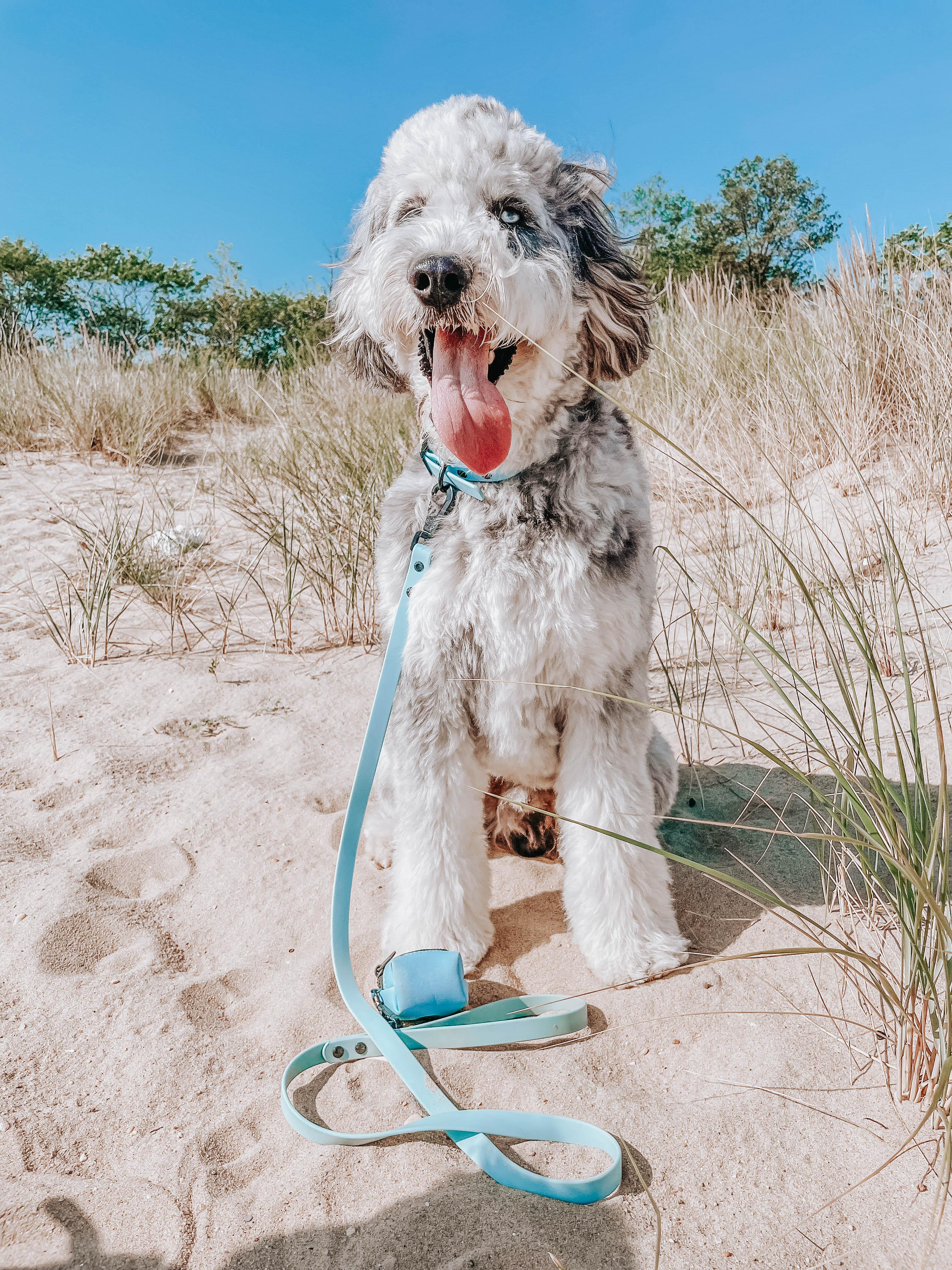 Dog Waterproof Leash - Blue - Image 7