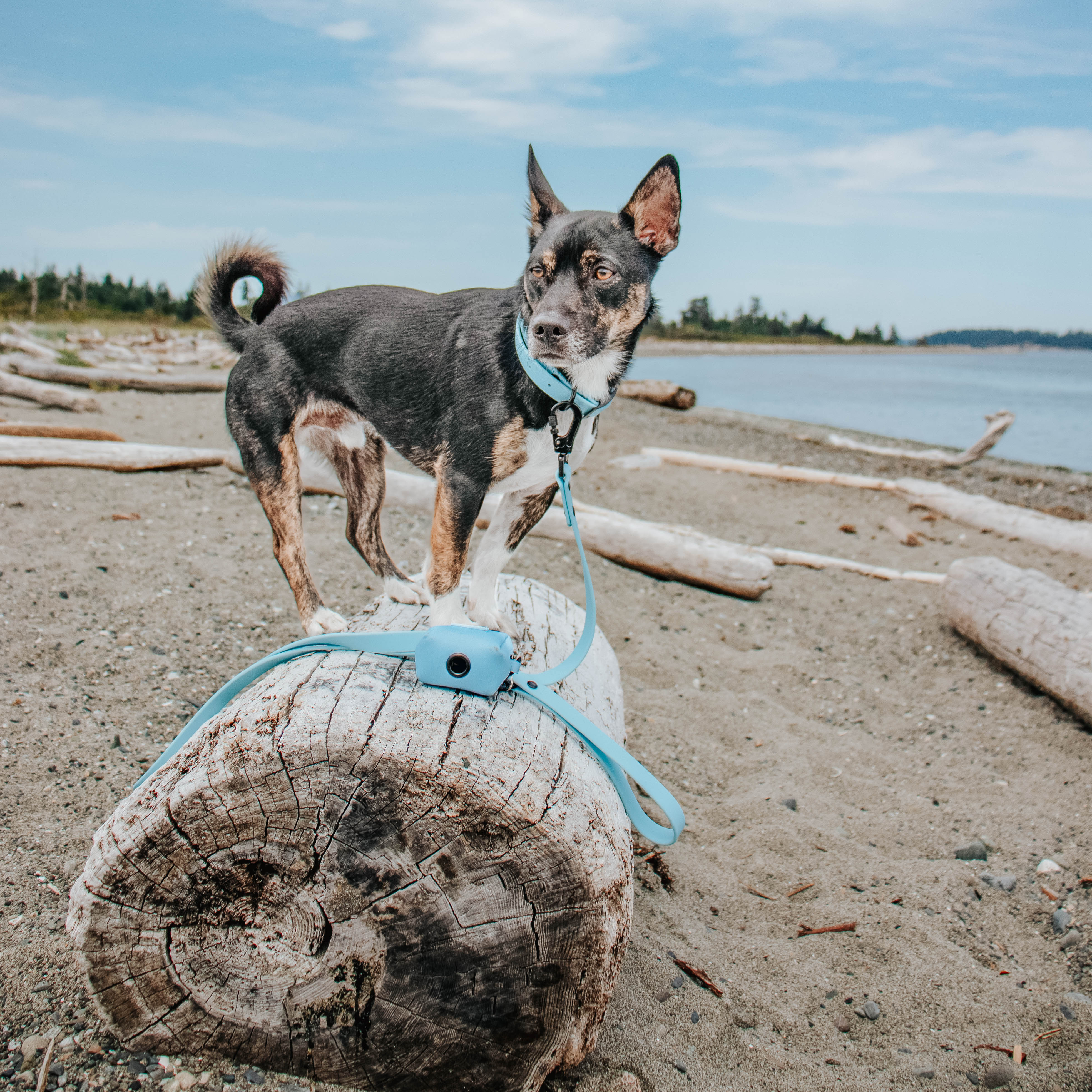 Dog Waterproof Leash - Blue - Image 9