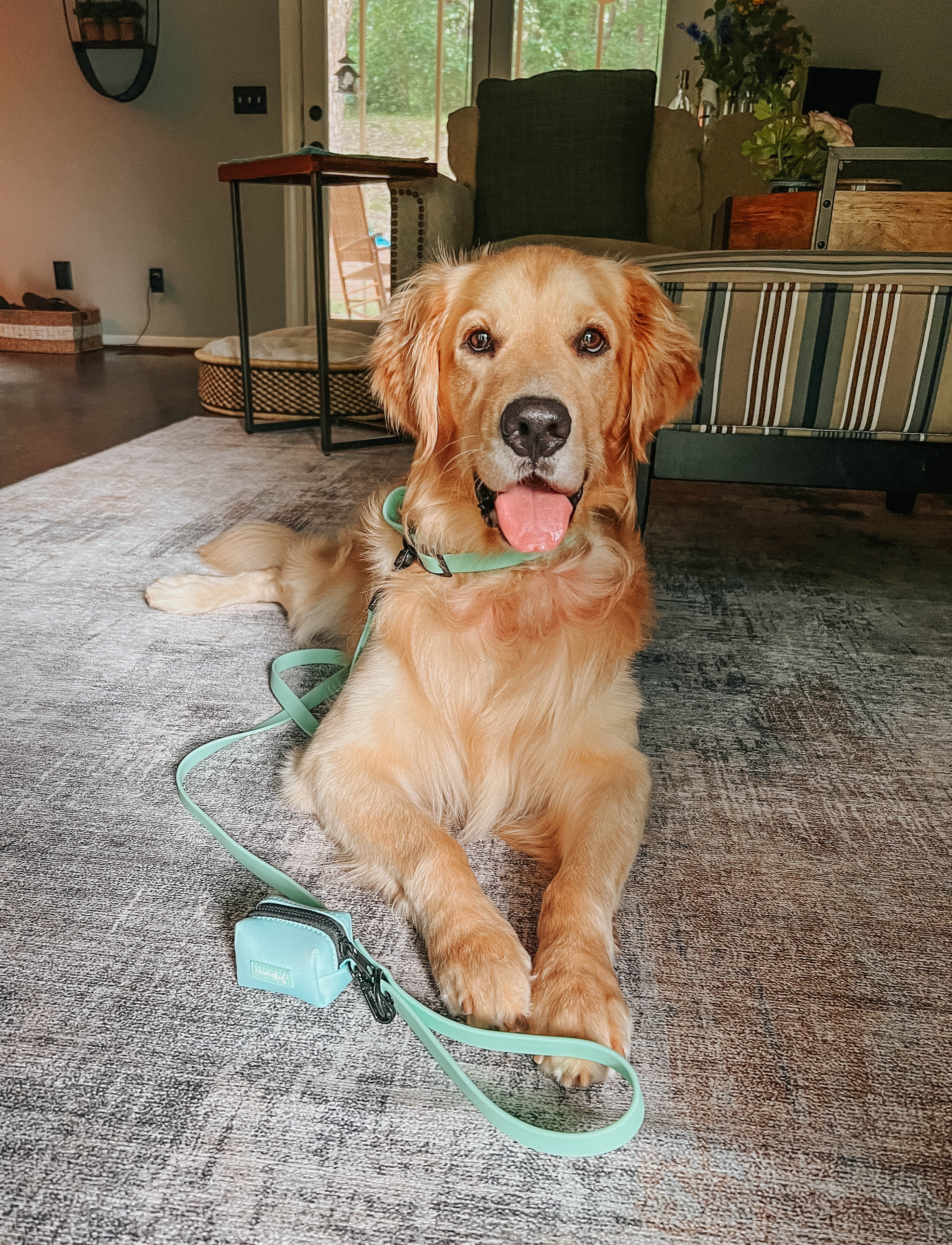 Dog Waterproof Leash - Green - Image 10