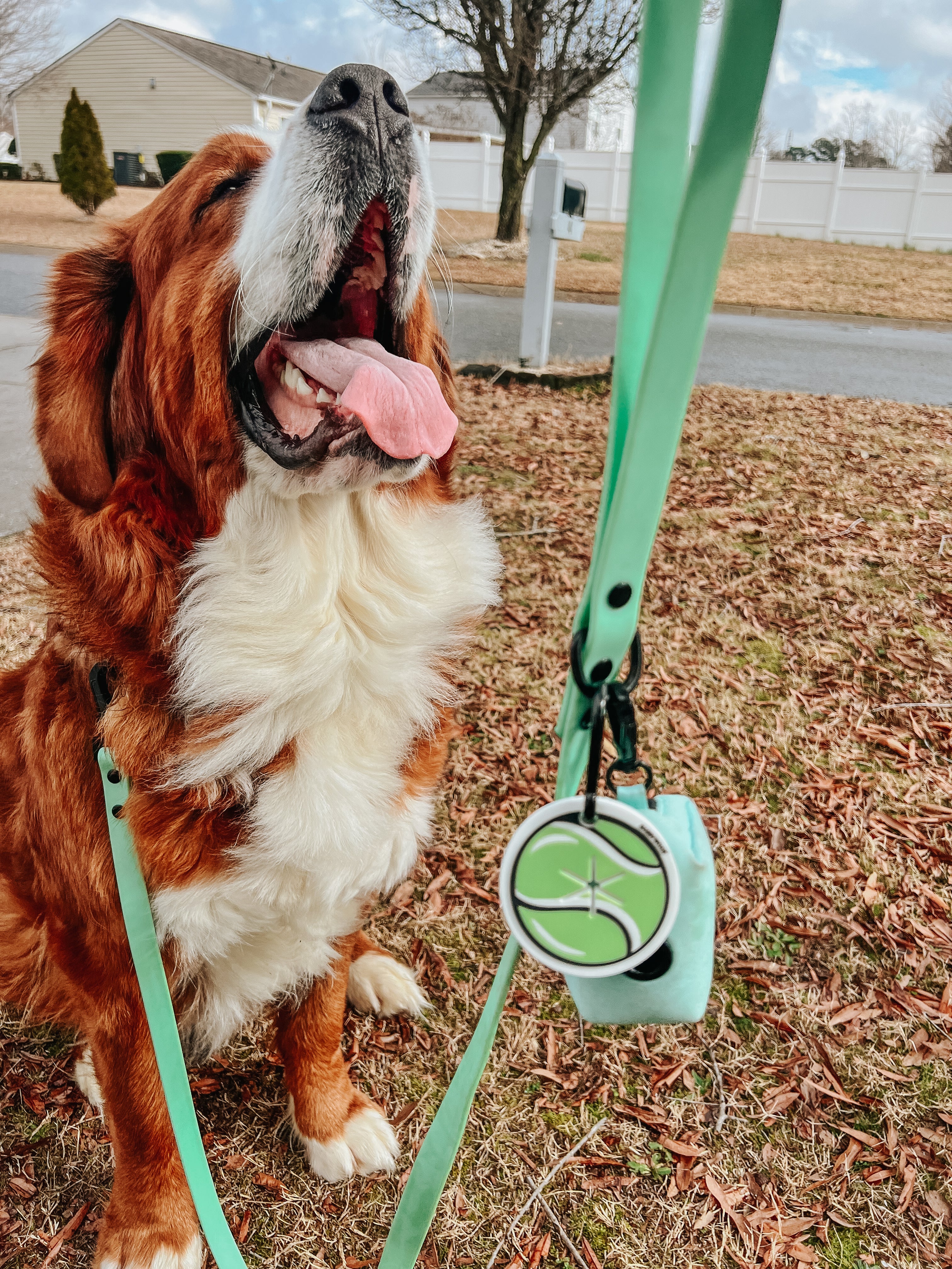 Dog Waterproof Leash - Green - Image 11