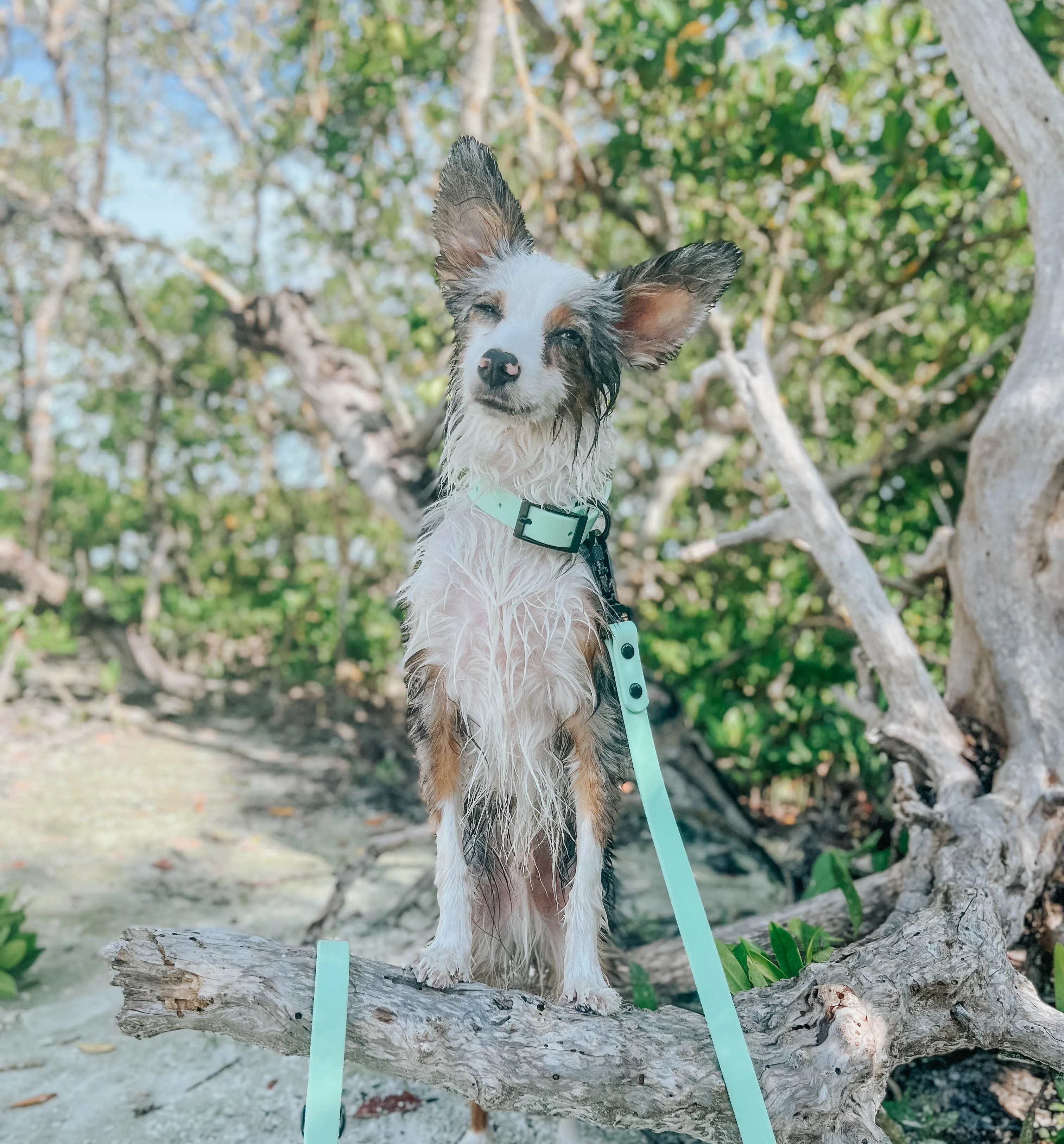 Dog Waterproof Leash - Green - Image 8