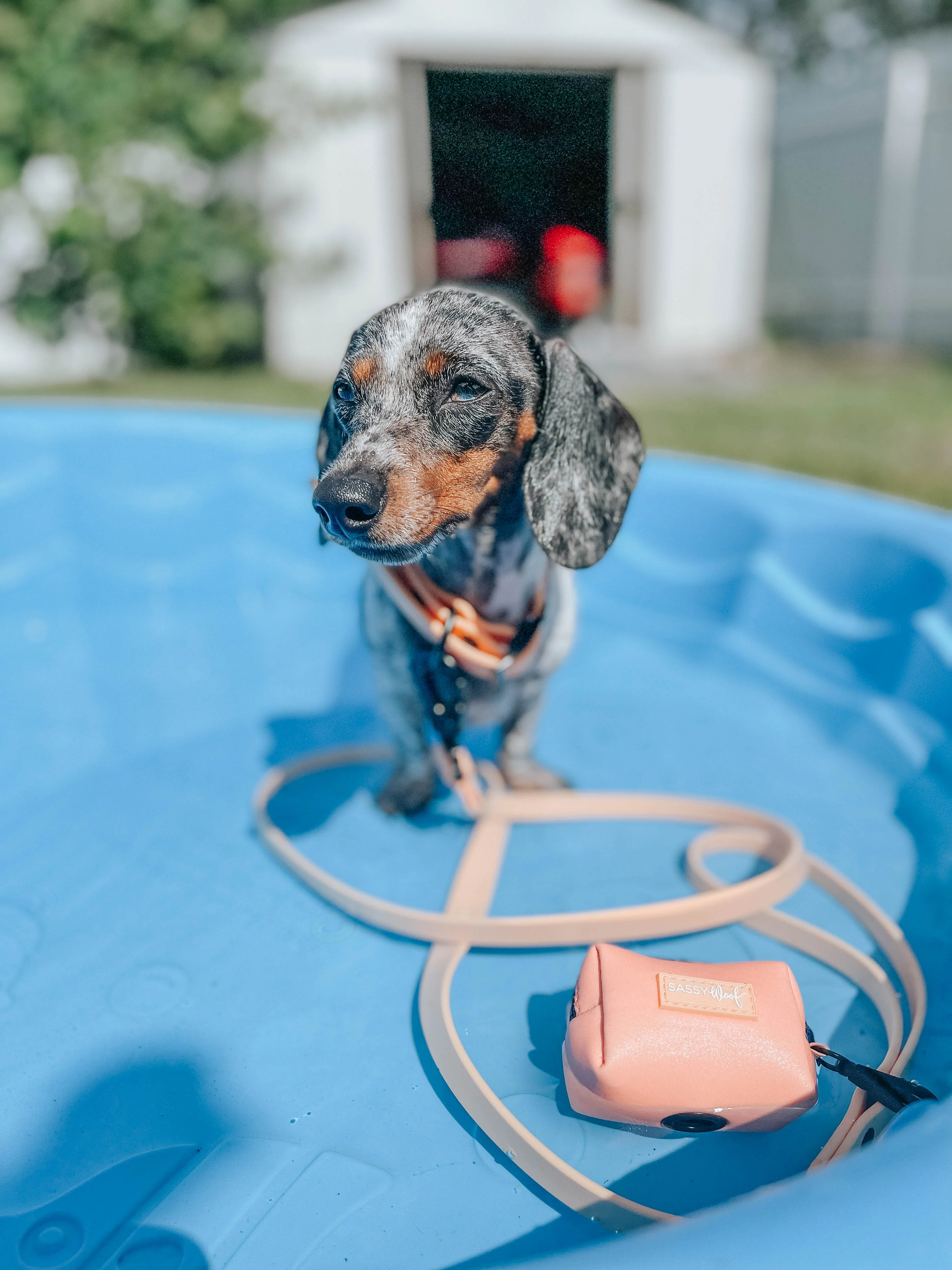Dog Waterproof Leash - Orange - Image 13