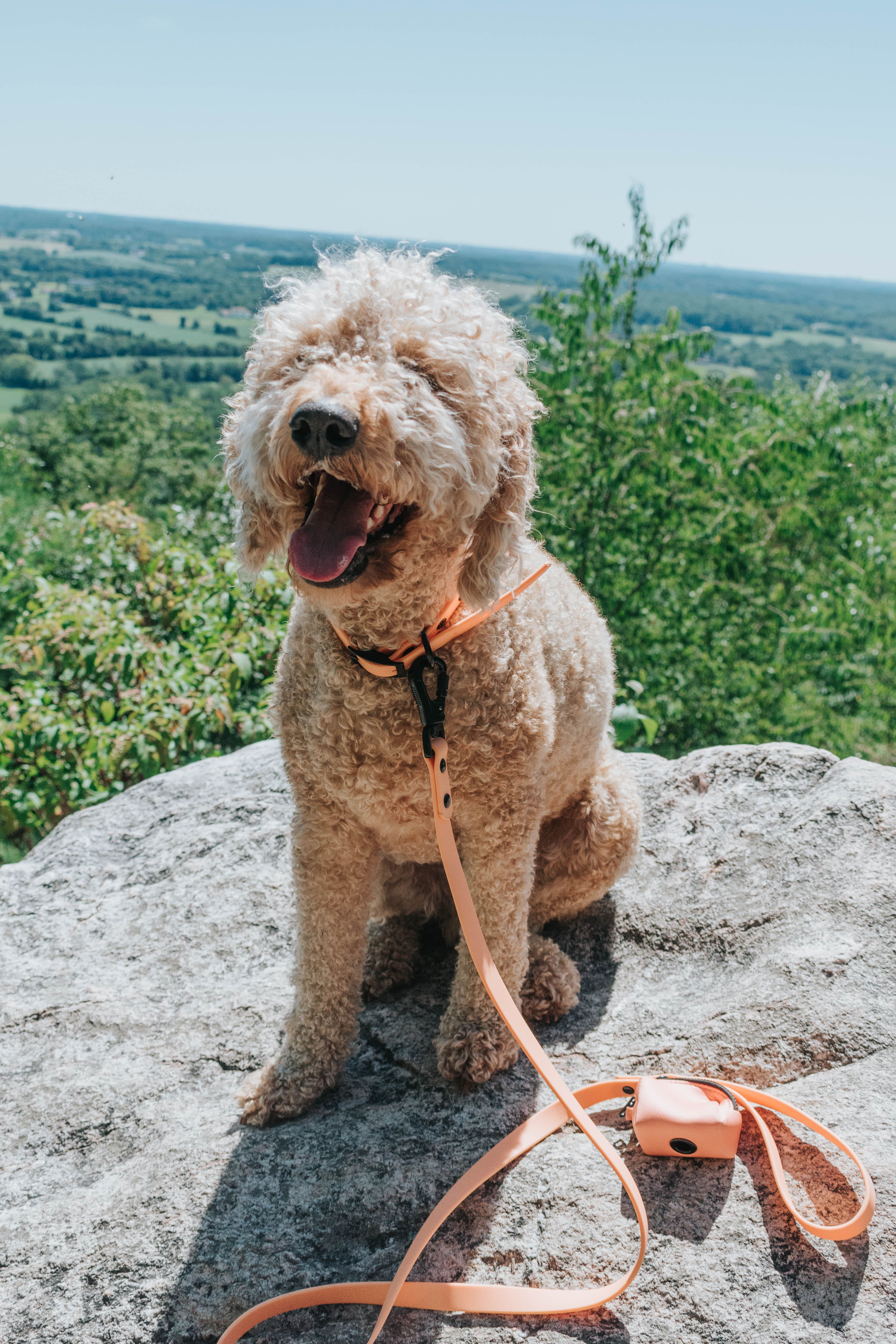 Dog Waterproof Leash - Orange - Image 16